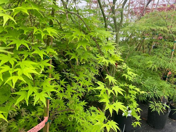 Acer palmatum 'Ryusen' (aka 'Ryu sei,' Japanese Maple)