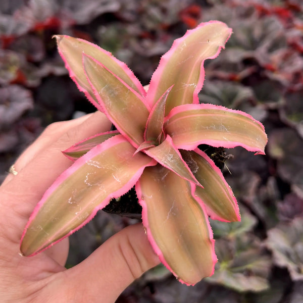 Cryptanthus x 'Pink Starlite' (aka Earth Star)
