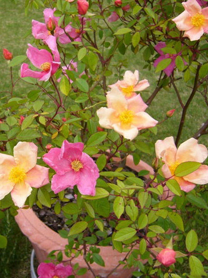 Rosa x odorata 'Mutabilis' (Rosa chinensis 'Mutabilis')