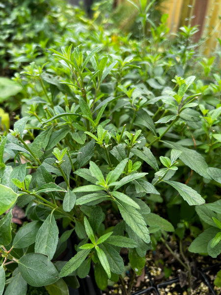 Salvia azurea var. grandiflora [Panayoti]