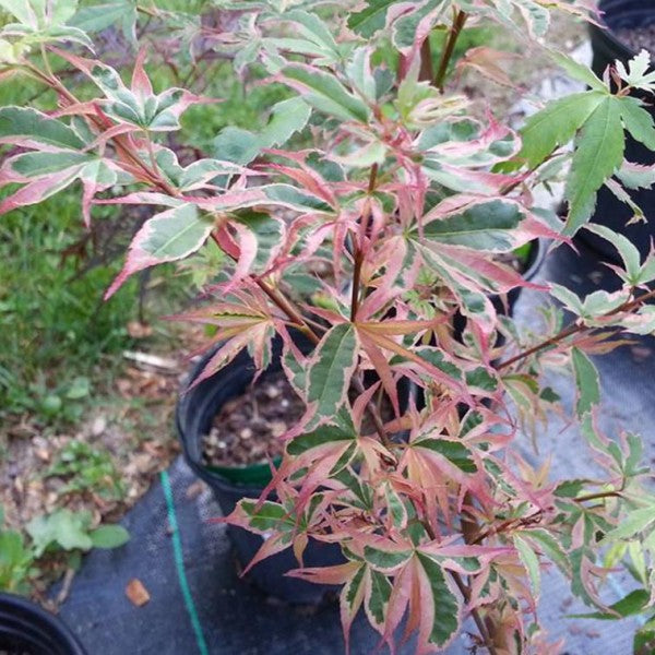 Acer palmatum 'Beni shichihenge' (aka Japanese Maple)