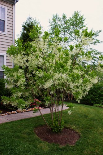 White Fringetree - Chionanthus virginicus - LAND DESIGNS UNLIMITED LLC