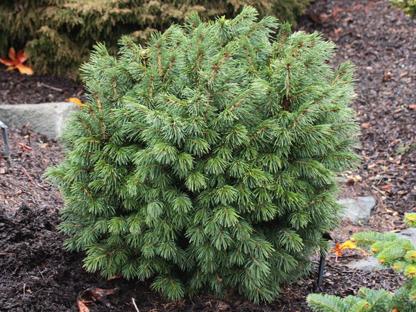 Picea smithiana 'Ballarat' (Ballarat West Himalayn Spruce)