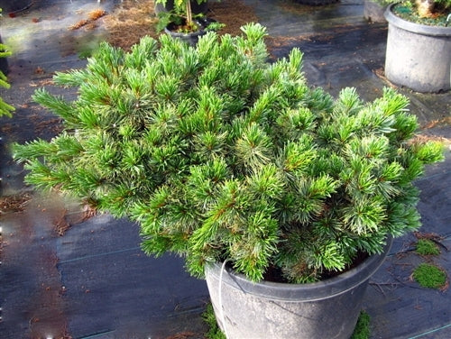 Pinus pumila 'Dwarf Blue' (Dwarf Blue Japanese Stone Pine)