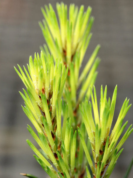Pinus sylvestris 'Brentmoor Blonde'
