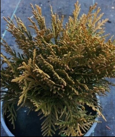 Thuja occidentalis ‘Danica’