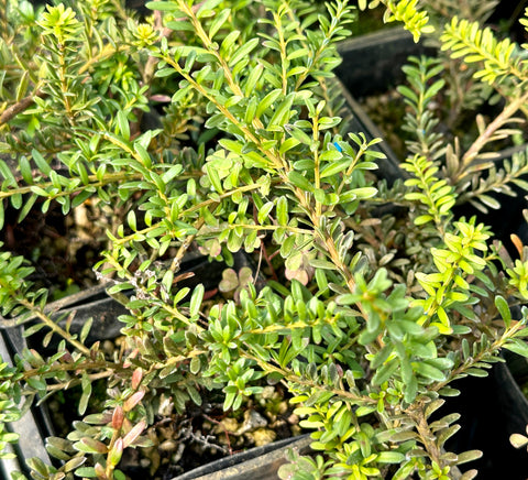 Podocarpus alpinus 'Chocolate Box'