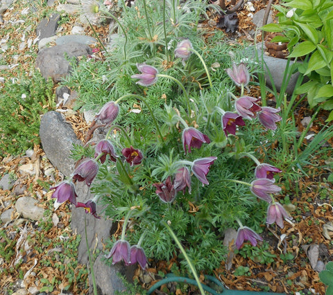 Pulsatilla vulgaris