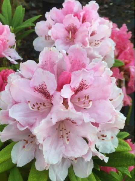 Rhododendron 'Noble Mountain'