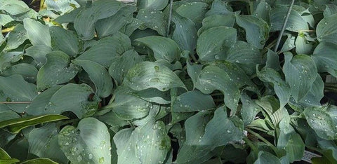 Hosta 'Gemstone'