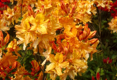 Azalea 'Golden Lights'