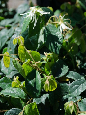 Loropetalum chinensis 'Dwarf White' (Jazz Hands®)