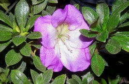 Azalea 'Aikoku'