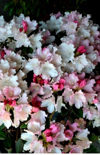 Rhododendron 'Dreamland'