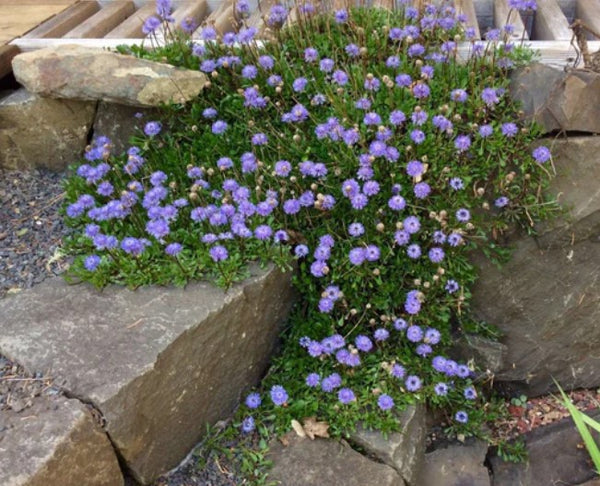 Globularia repens