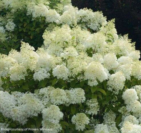 Hydrangea paniculata 'Bobo' (aka 'ILVOBO')