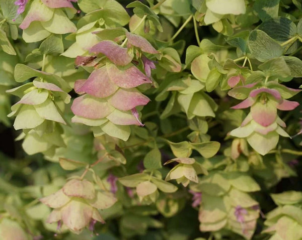 Origanum rotundifolius 'Kent Beauty'