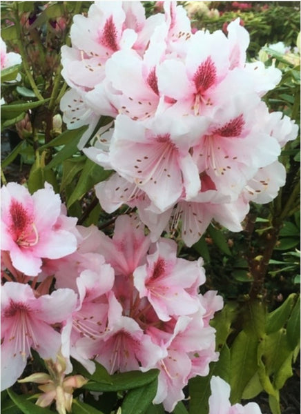 Rhododendron 'Mrs. G.W. Leak'