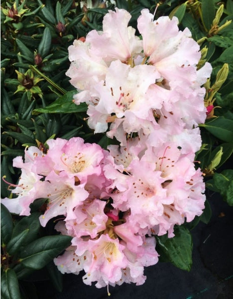 Rhododendron 'Christmas Cheer'