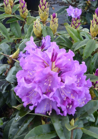 Rhododendron 'True Blue'