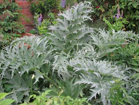 Cynara cardunculus