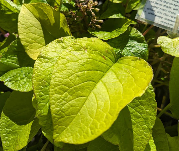 Trachystemon orientalis ‘Kiwi Sun’ (Kiwi Sun Perennial Borage)