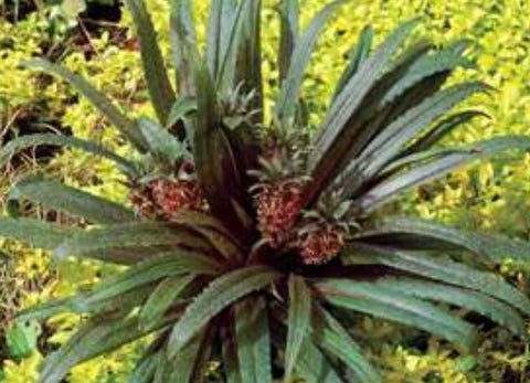 Eucomis 'Freckles'