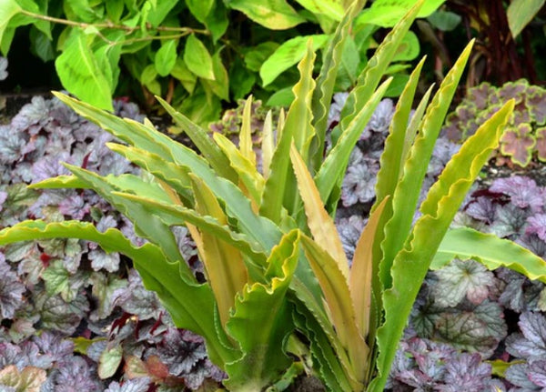 Eucomis 'Glow Sticks'