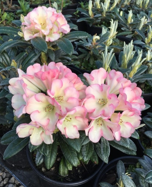 Rhododendron 'Southern Skies'