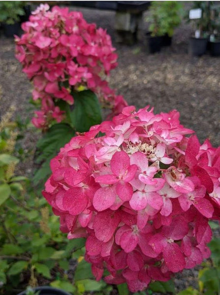 Hydrangea paniculata 'Fire Light'