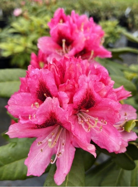 Rhododendron 'Chevalier Felix de Sauvage'