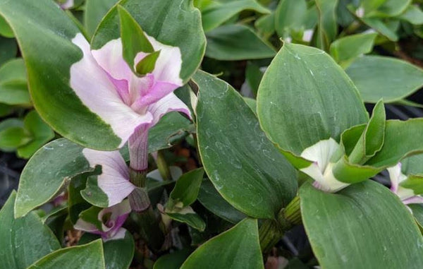 Tradescantia 'First Blush' (aka 'Blushing Bride')