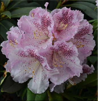 Rhododendron 'Ink Spot'