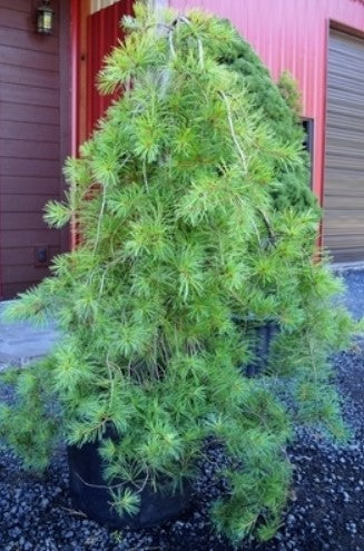 Pinus strobus 'Pendula' [Select]