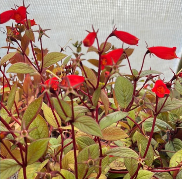 Seemania 'Little Red' (aka Gloxinia 'Little Red')