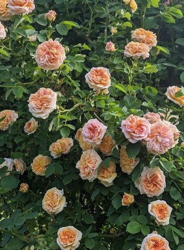 Rosa 'Alchemist' (Alchemist Climbing Rose)