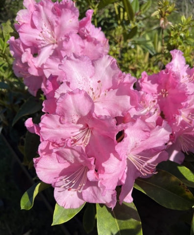 Rhododendron 'Trude Webster'