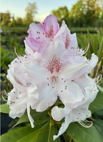 Rhododendron 'Mrs. Charles E. Pearson'