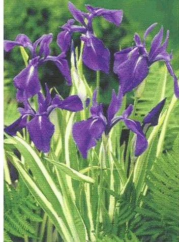 Iris laevigata 'Variegata'