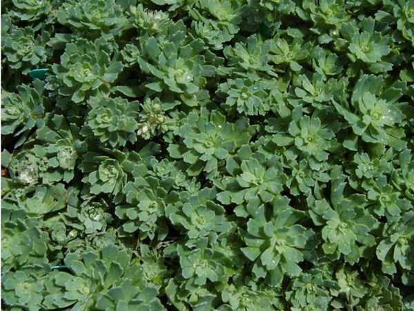 Sedum pachyclados (aka Rhodiola pachyclados)