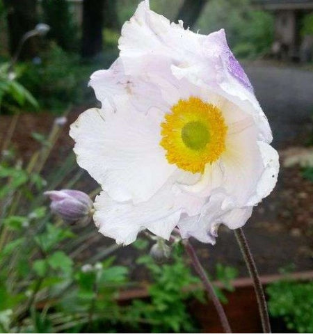 Anemone 'Dreaming Swan'