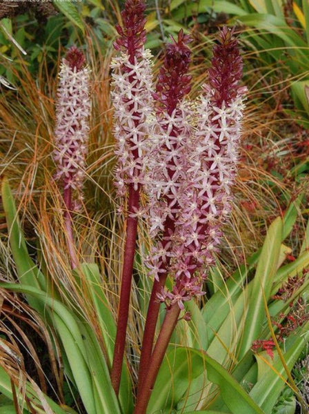 Eucomis comosa 'Toffee'