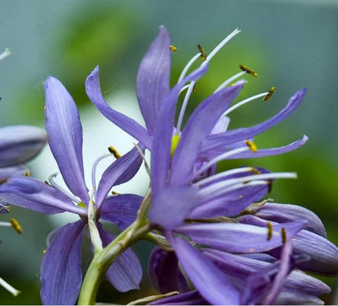 Camassia quamash 'Orion'