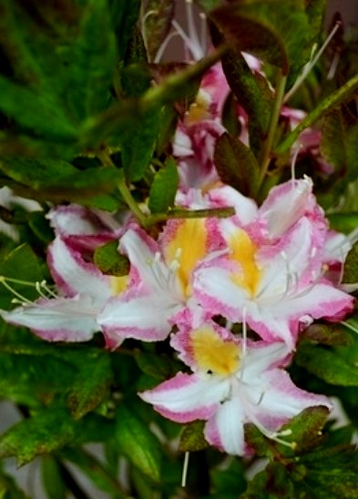 Azalea 'Humboldt Picotee'