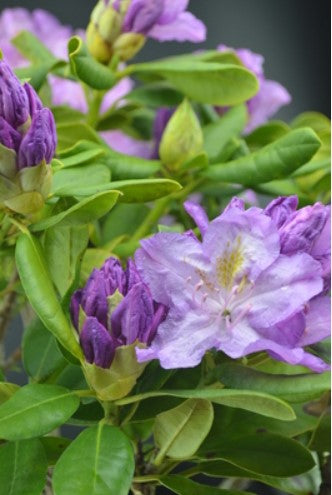 Rhododendron 'Minnetonka'