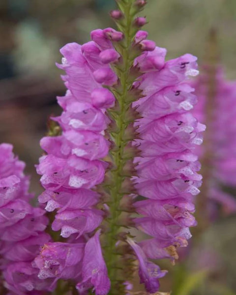Physostegia virginiana 'Vivid'