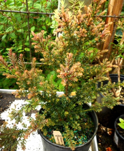 Podocarpus alpinus 'Red Tip'