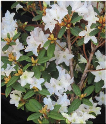 Rhododendron 'Donna Totten'