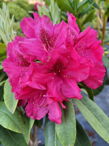 Rhododendron 'Trilby'