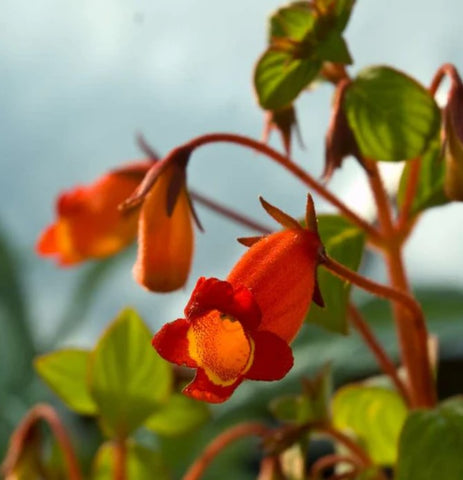 Gloxinia nematanthodes 'Evita'